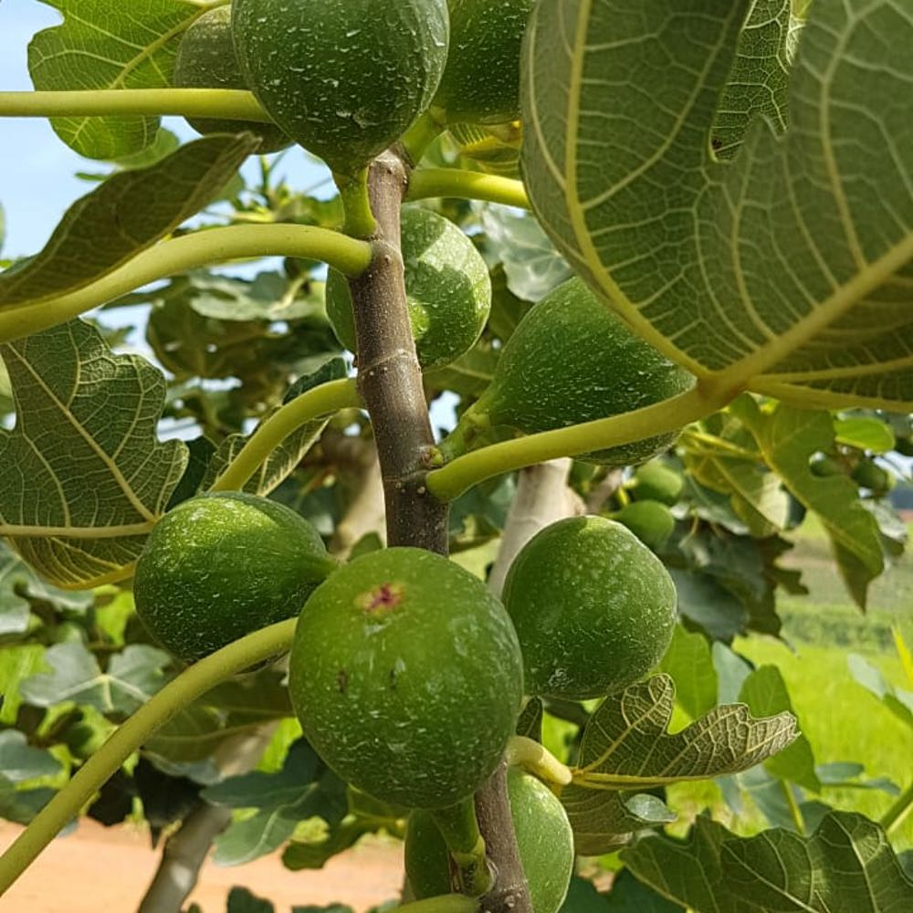 Figs - Growing & Harvesting