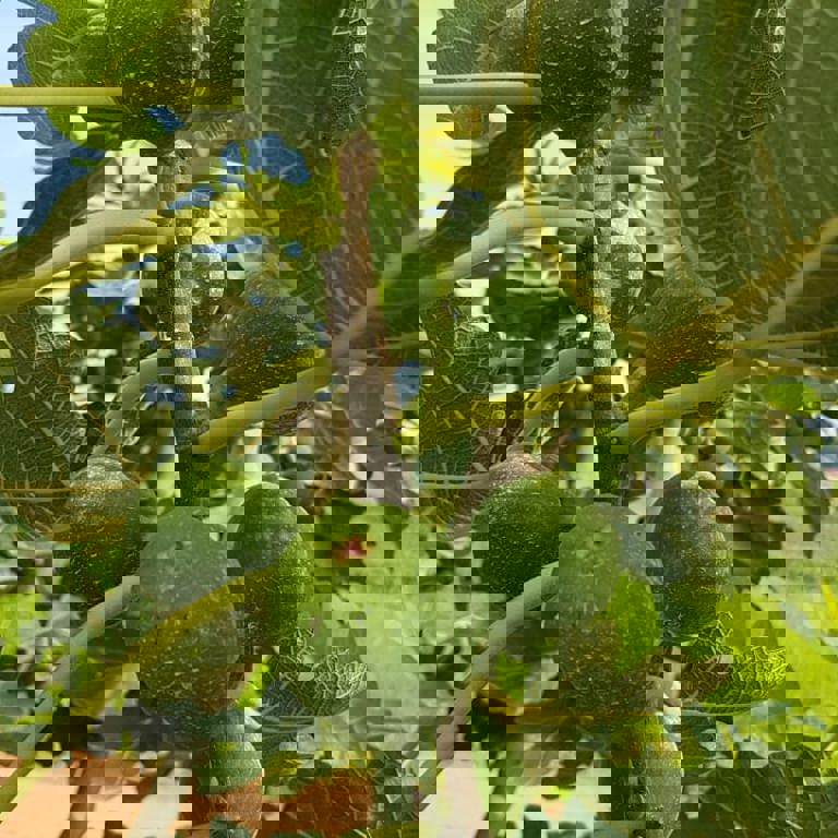 Figs taste better when they say EAT ME - Nature's Pride