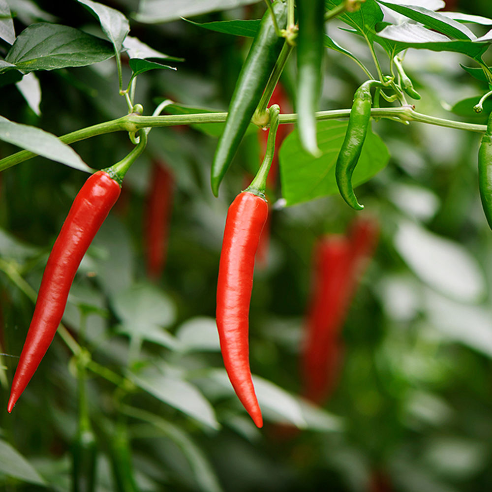 Cayenne Chili