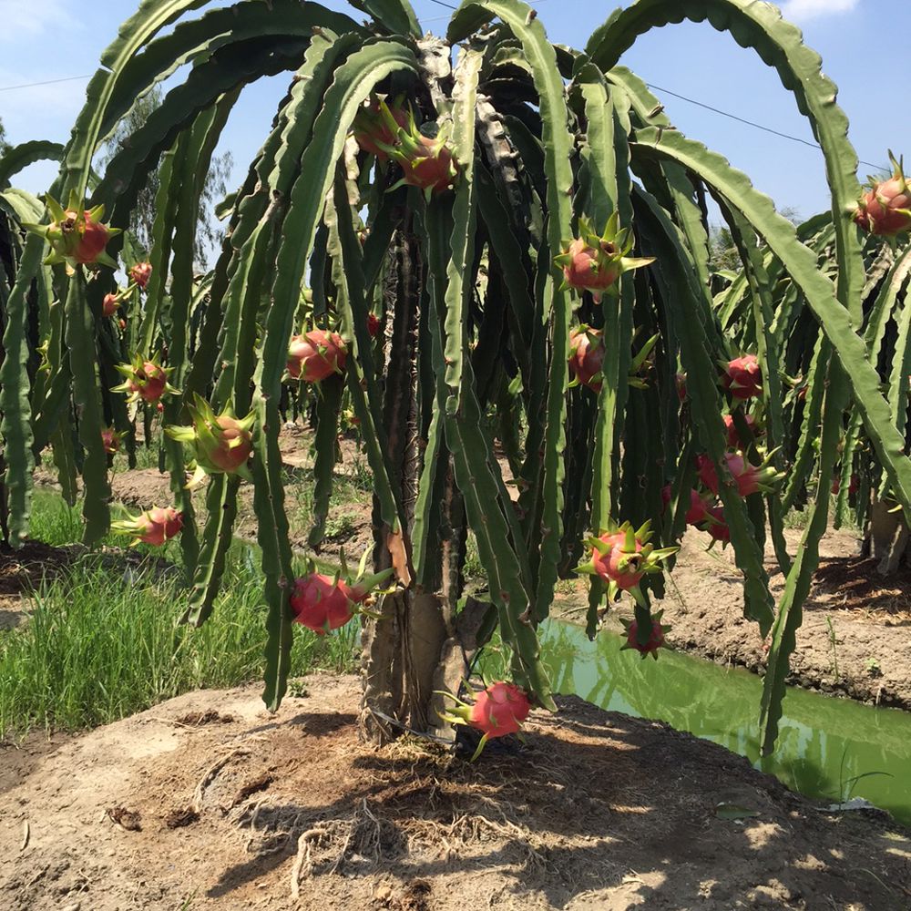 Rote Pitahaya - Anbau & Ernte