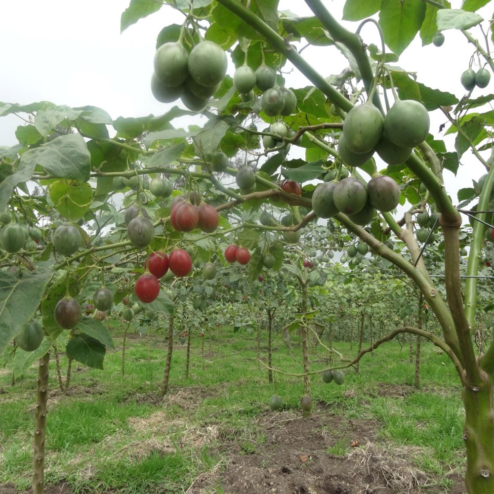 Tamarillo - Anbau & Ernte