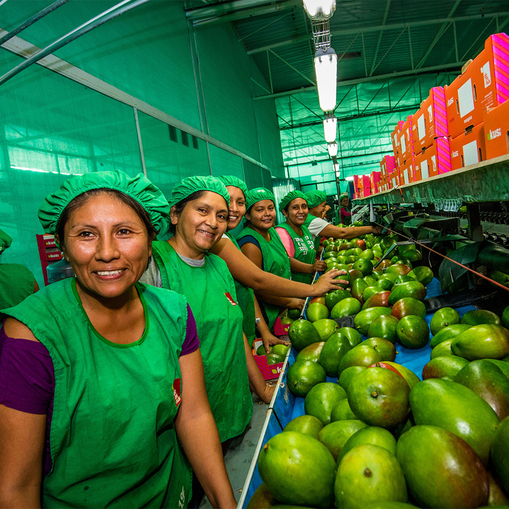 Women working on the mango line