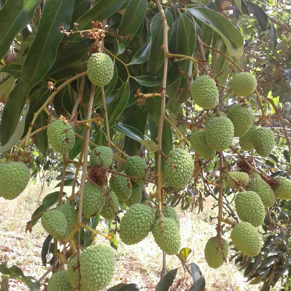 Lychees - Growing & Harvesting