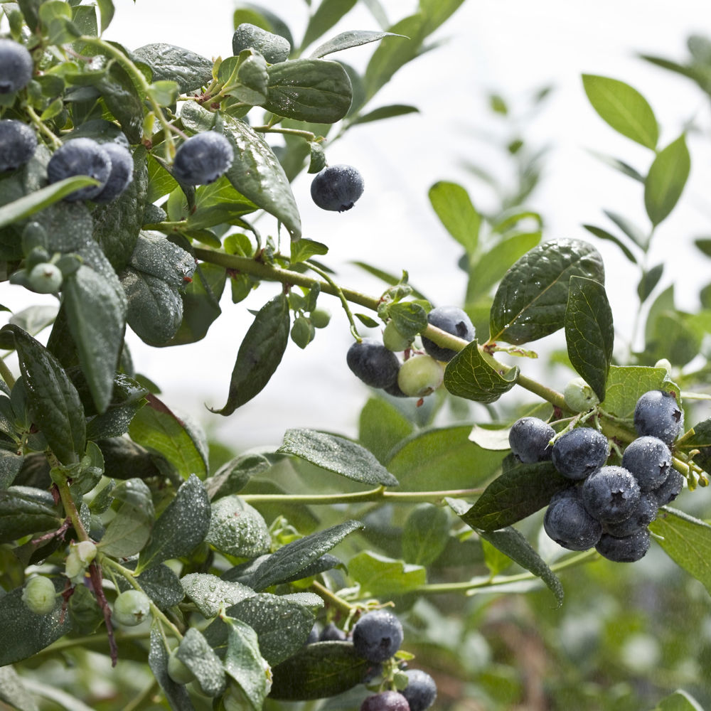 Blueberries - Growing & Harvesting