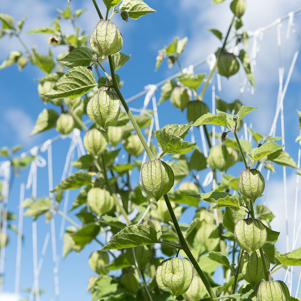 Physalis - Teelt & Oogst