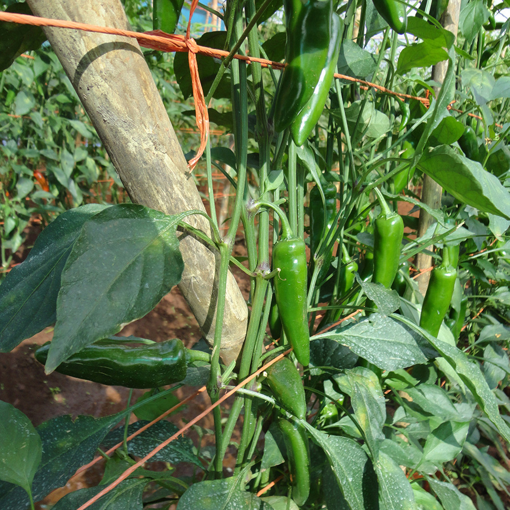 Cayenne Pepper - Growth & Harvest