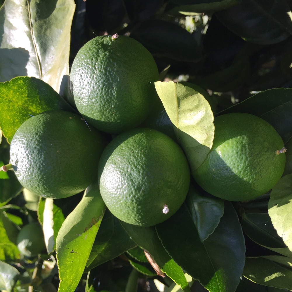 Lime - Growing & Harvesting