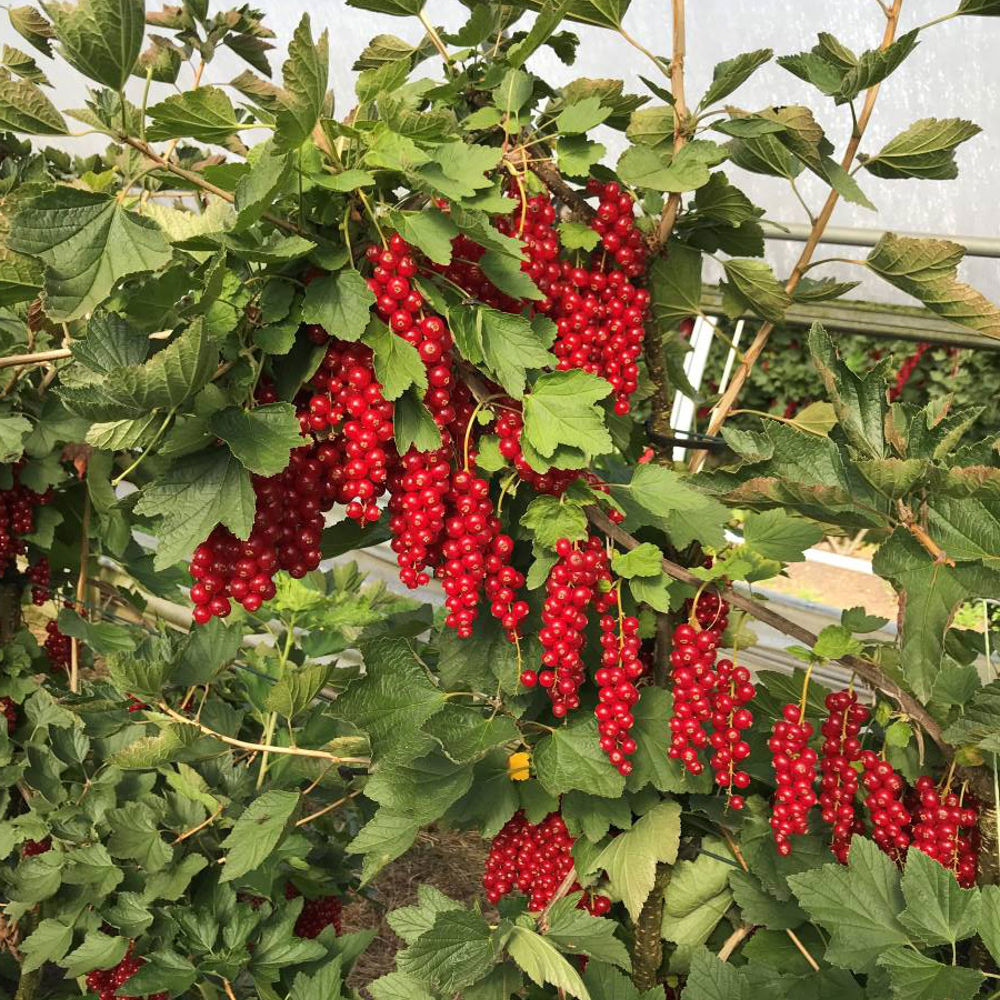 Rote Johannisbeere - Anbau & Ernte