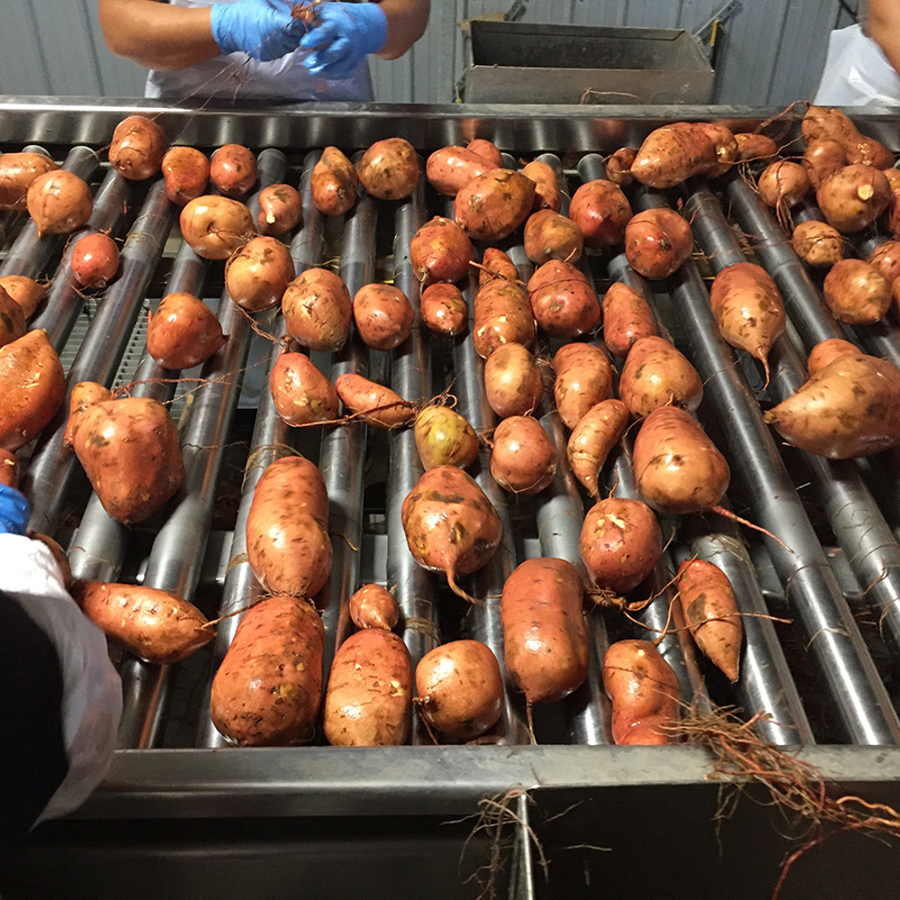 Sweet potato - Sortingprocess