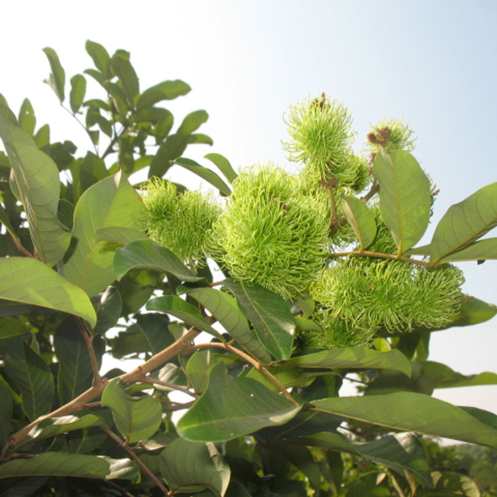 Rambutan - Growing & Harvesting