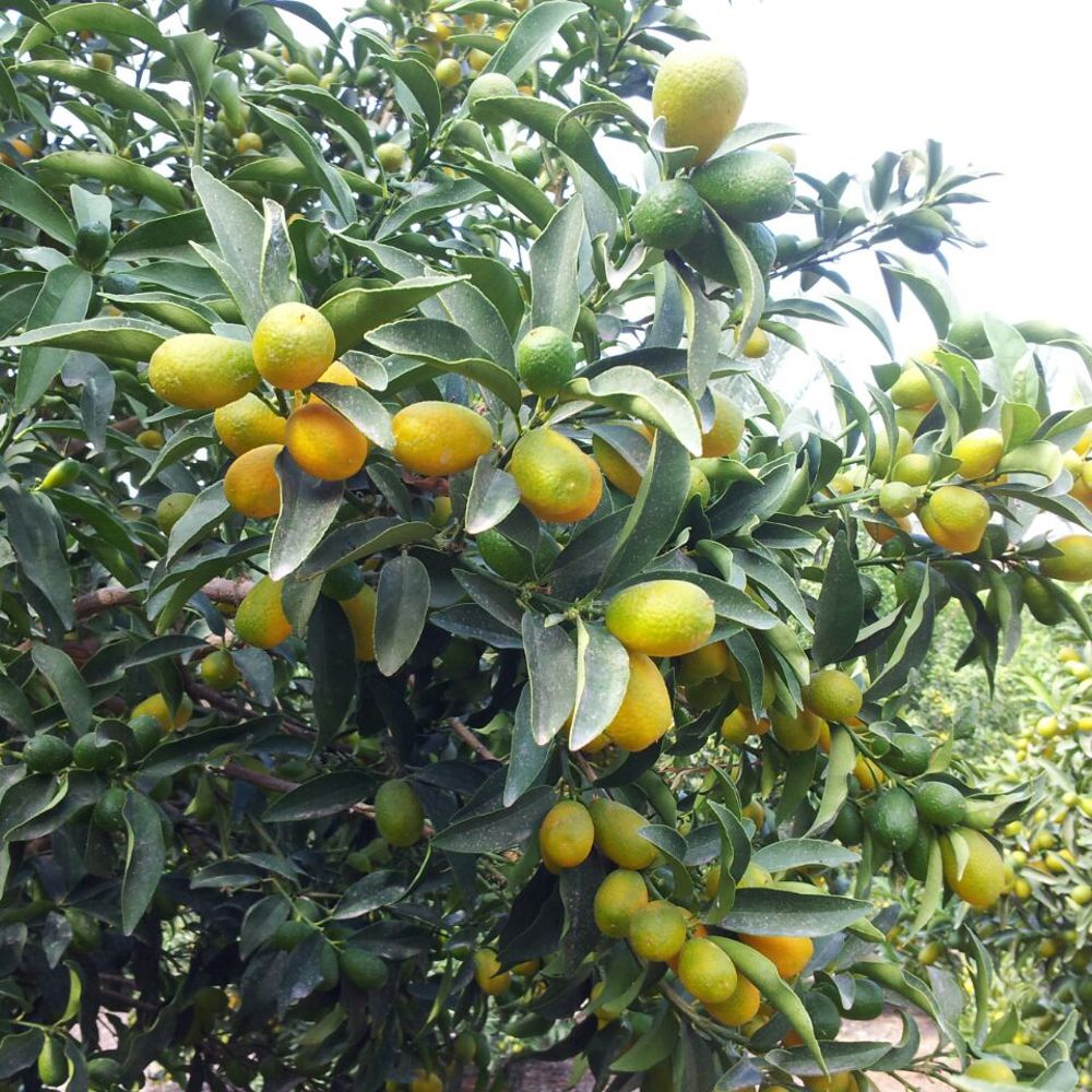 Kumquats - Growing & Harvesting