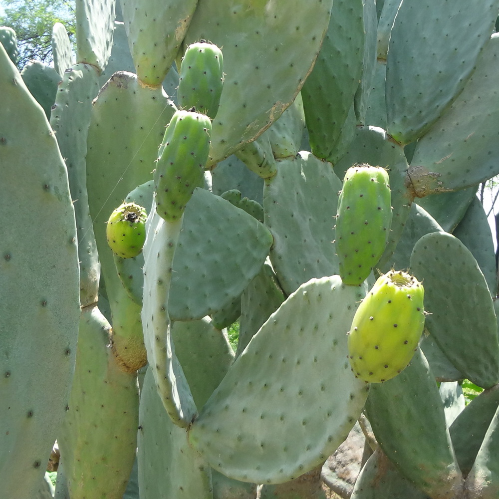 Prickly pear - Growing & Harvestin
