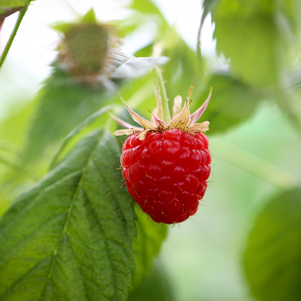 Raspberries - Growing & Harvesting