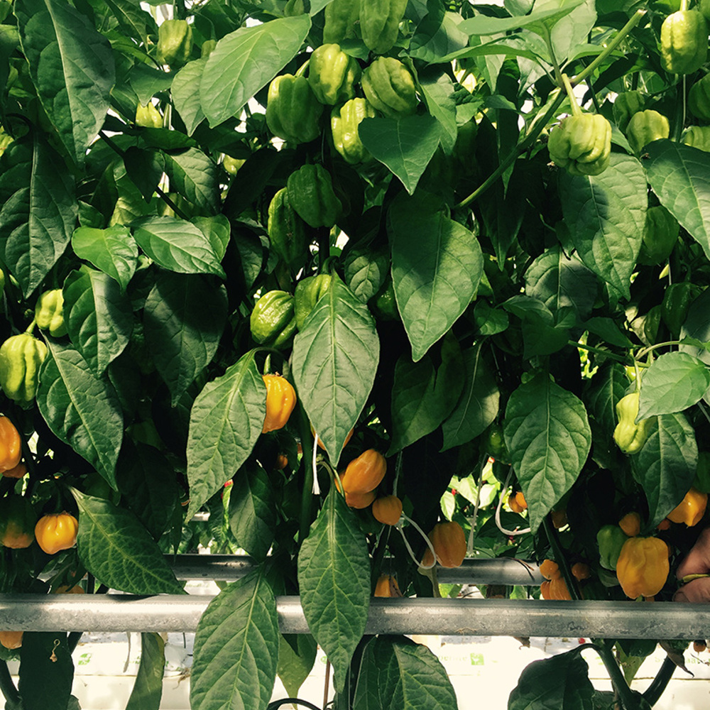 Habanero-Pfeffer - Wachstum & Ernte