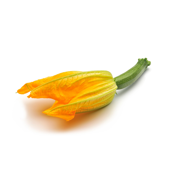 Zucchiniblume - Produktfoto
