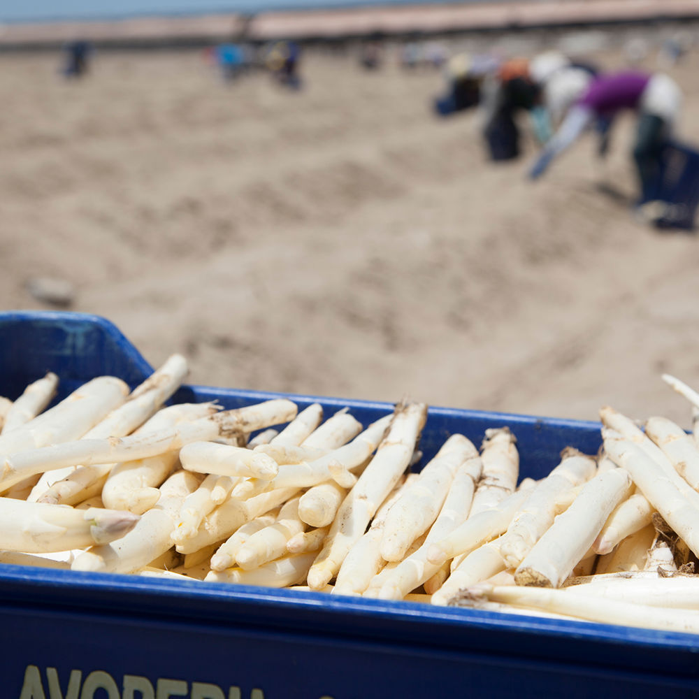 White Asparagus - Growth And Harvest