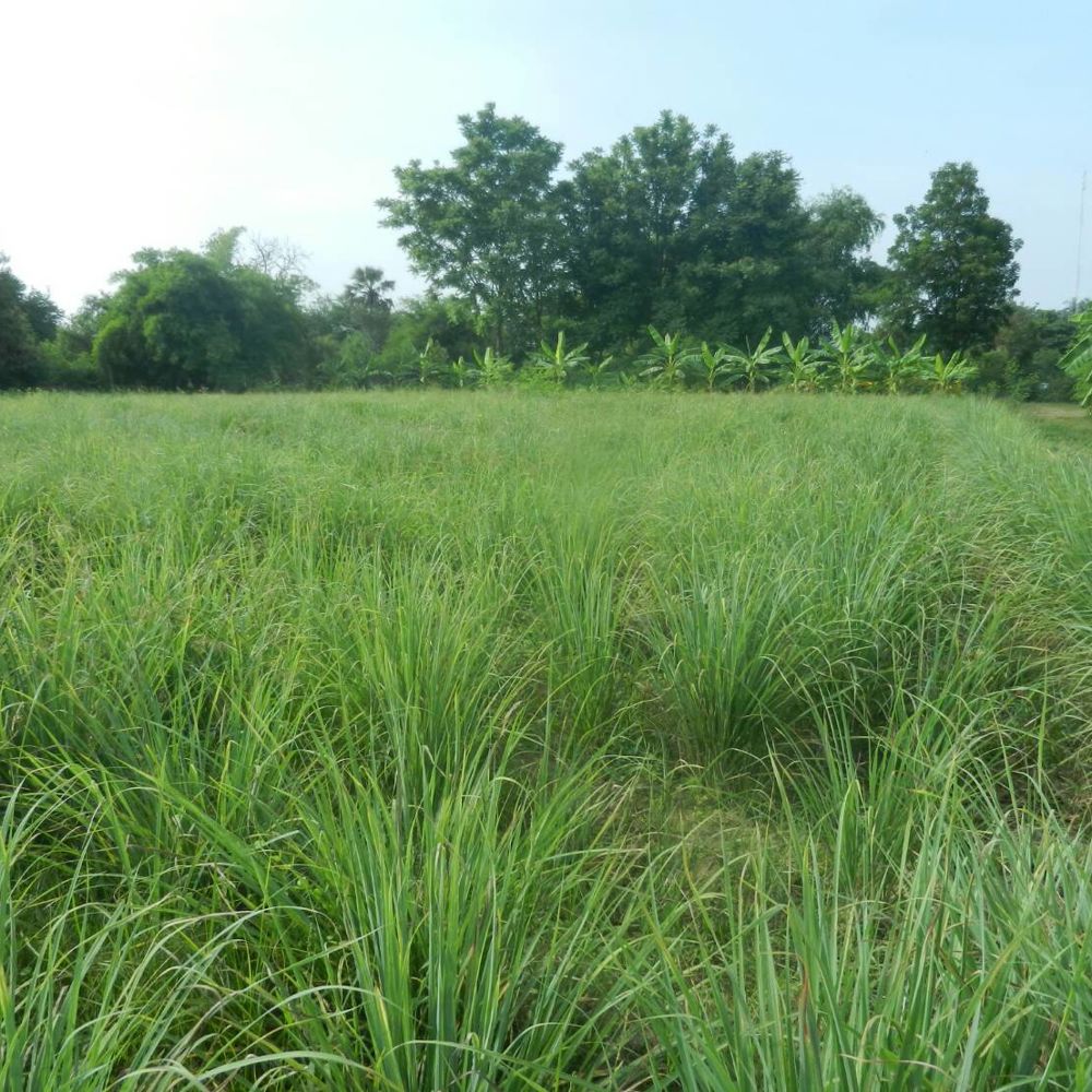 Lemongrass - Growth & Harvest