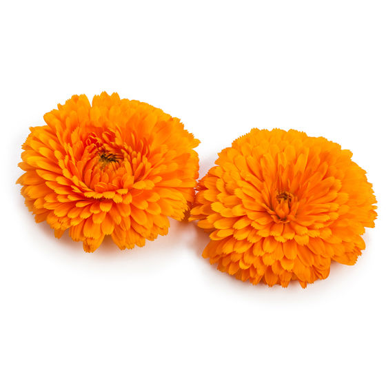 Calendula - Productfoto