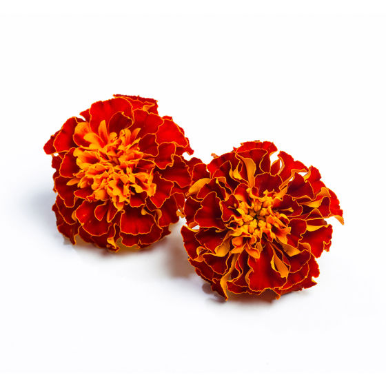 Tagetes - Produktfoto