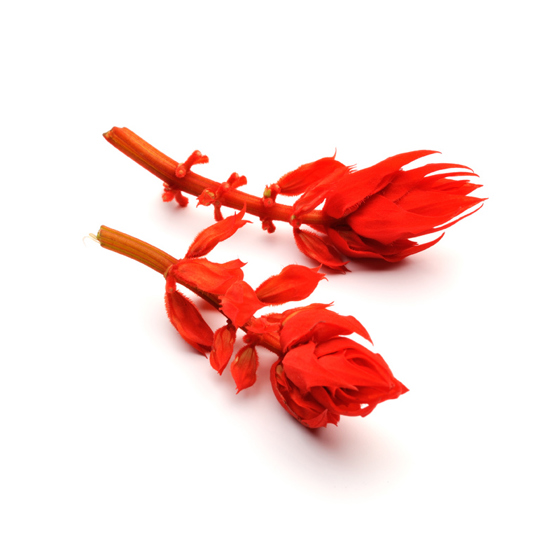 Salbei Blume - Produktfoto