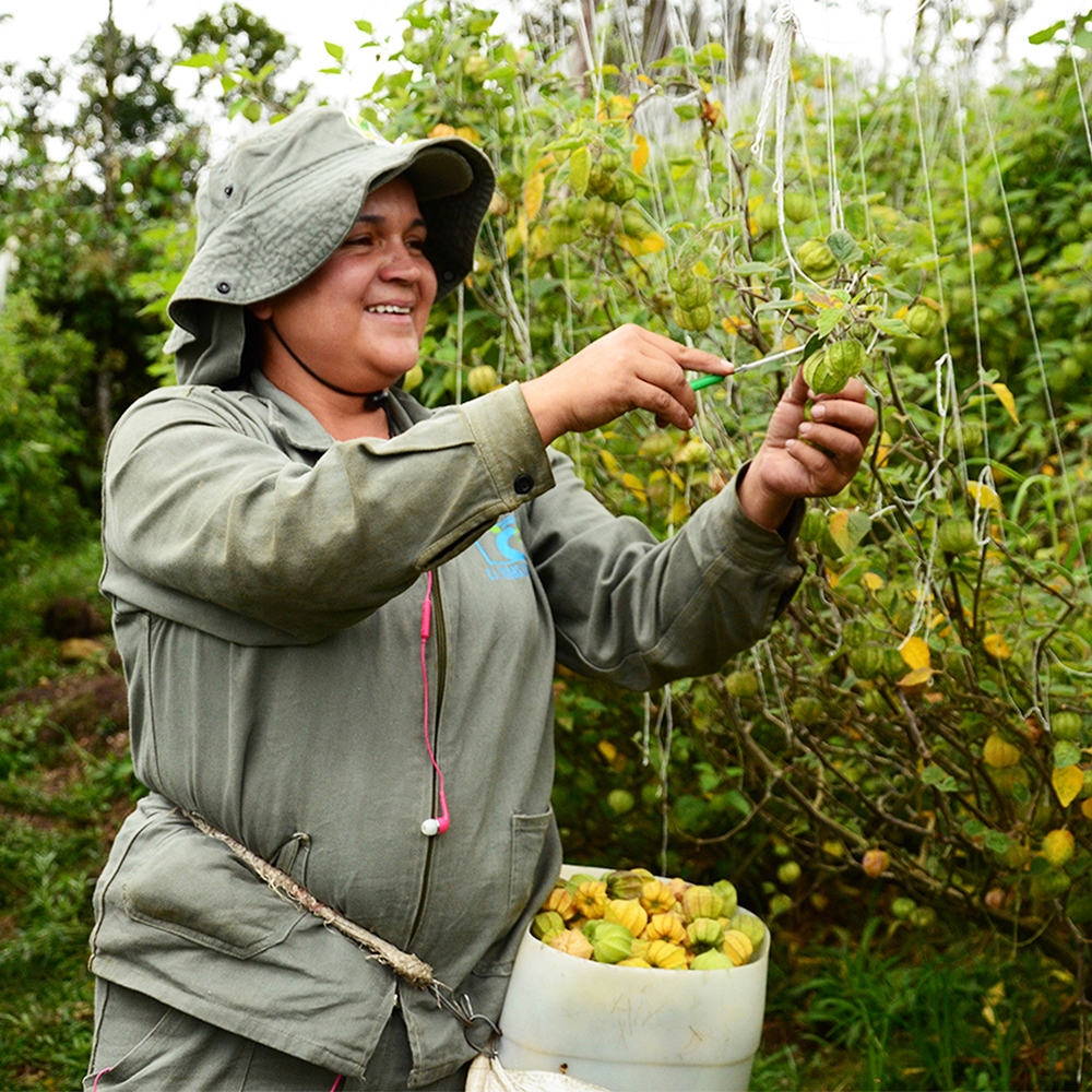 Woman picks physalis