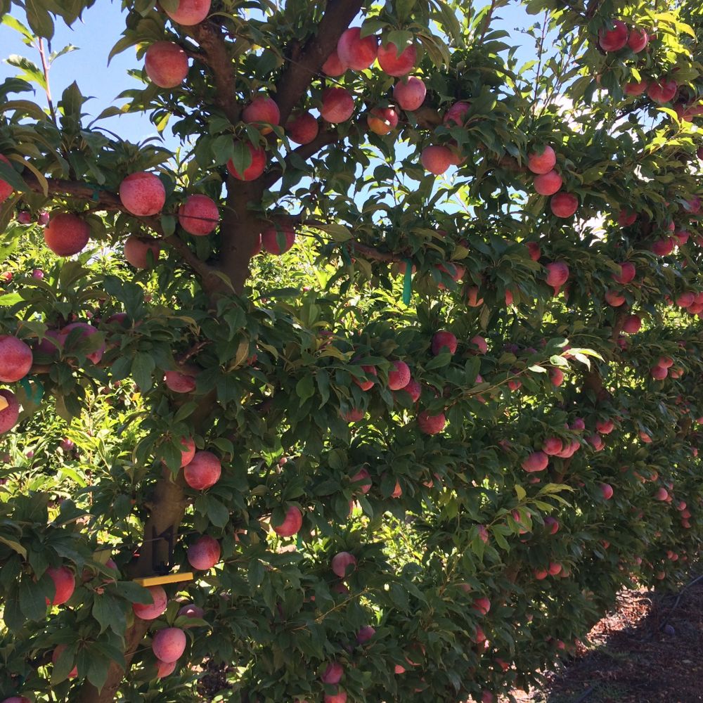 Plums - Growth and harvesting picture