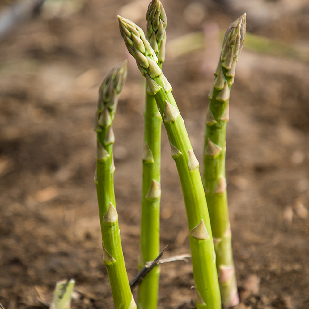 Green Asparagus - Growth And Harvest