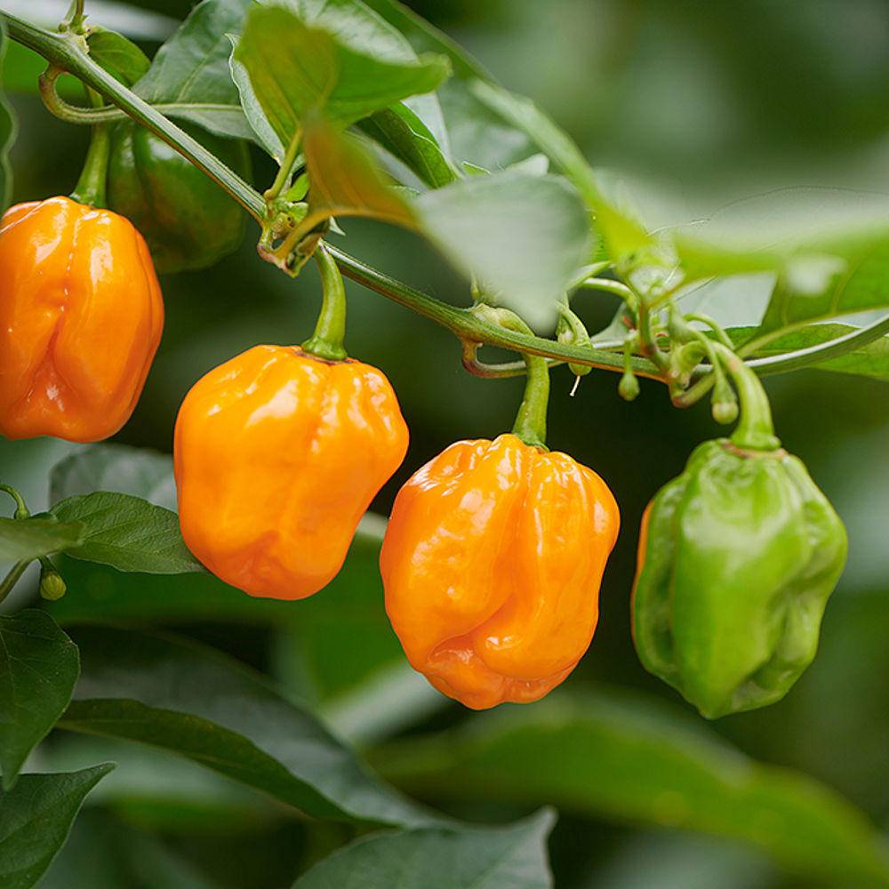 Habanero peper teelt