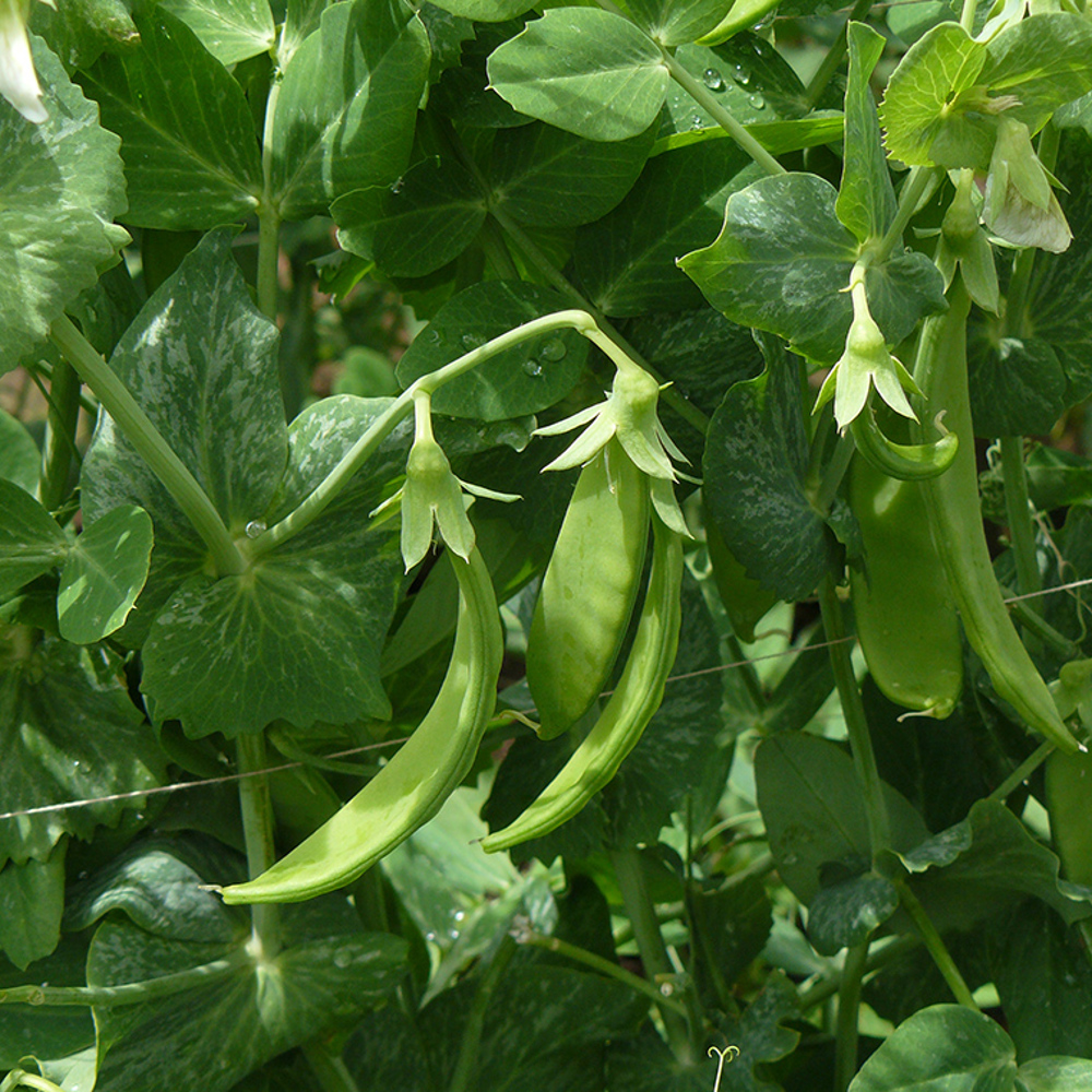 Pods - Growth And Harvest