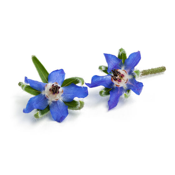 Borage - Productfoto