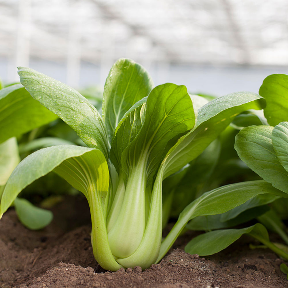 Shanghai Pak Choi - Anbau und Ernte