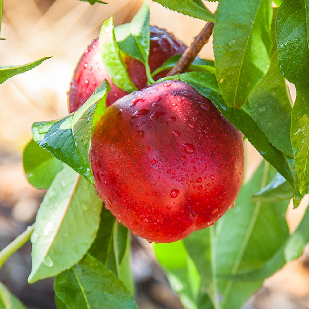 Plums - Growing and Harvesting
