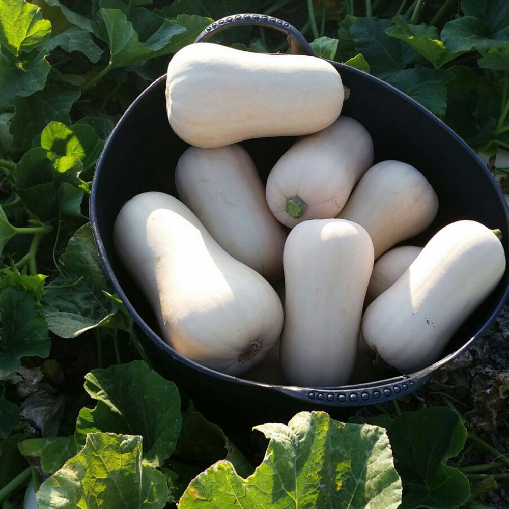 Butternut Squash - Growth & Harvest