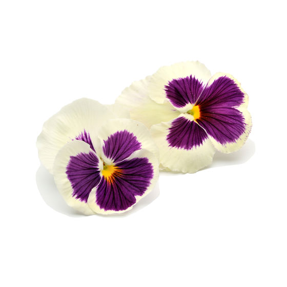 Tricolor Pansy - Produktfoto