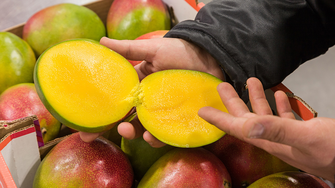 Mango - Reifungsprozess bei Nature's Pride