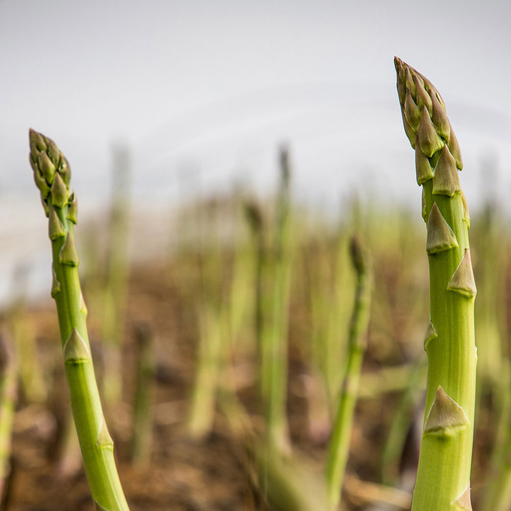  grünen Spargel - Wachstum und Ernte