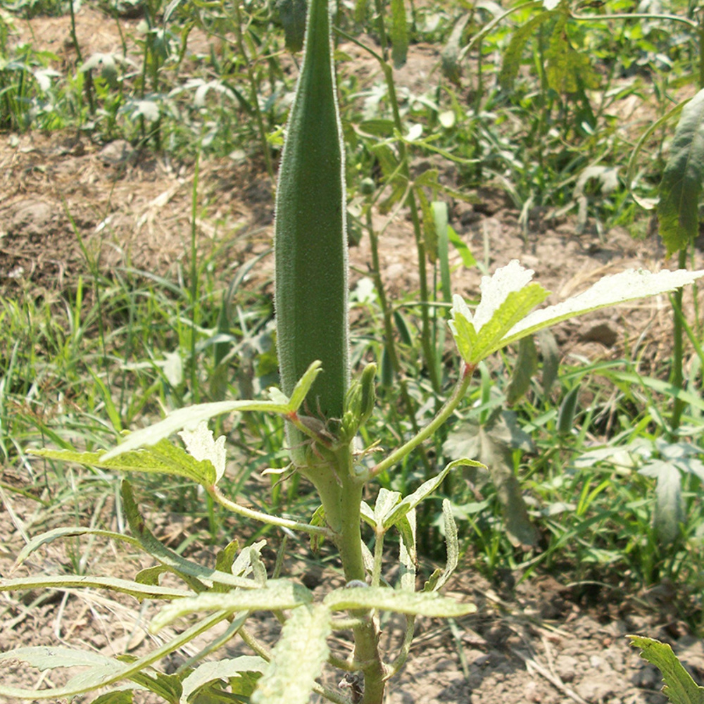 Okra - Growth & Harvest