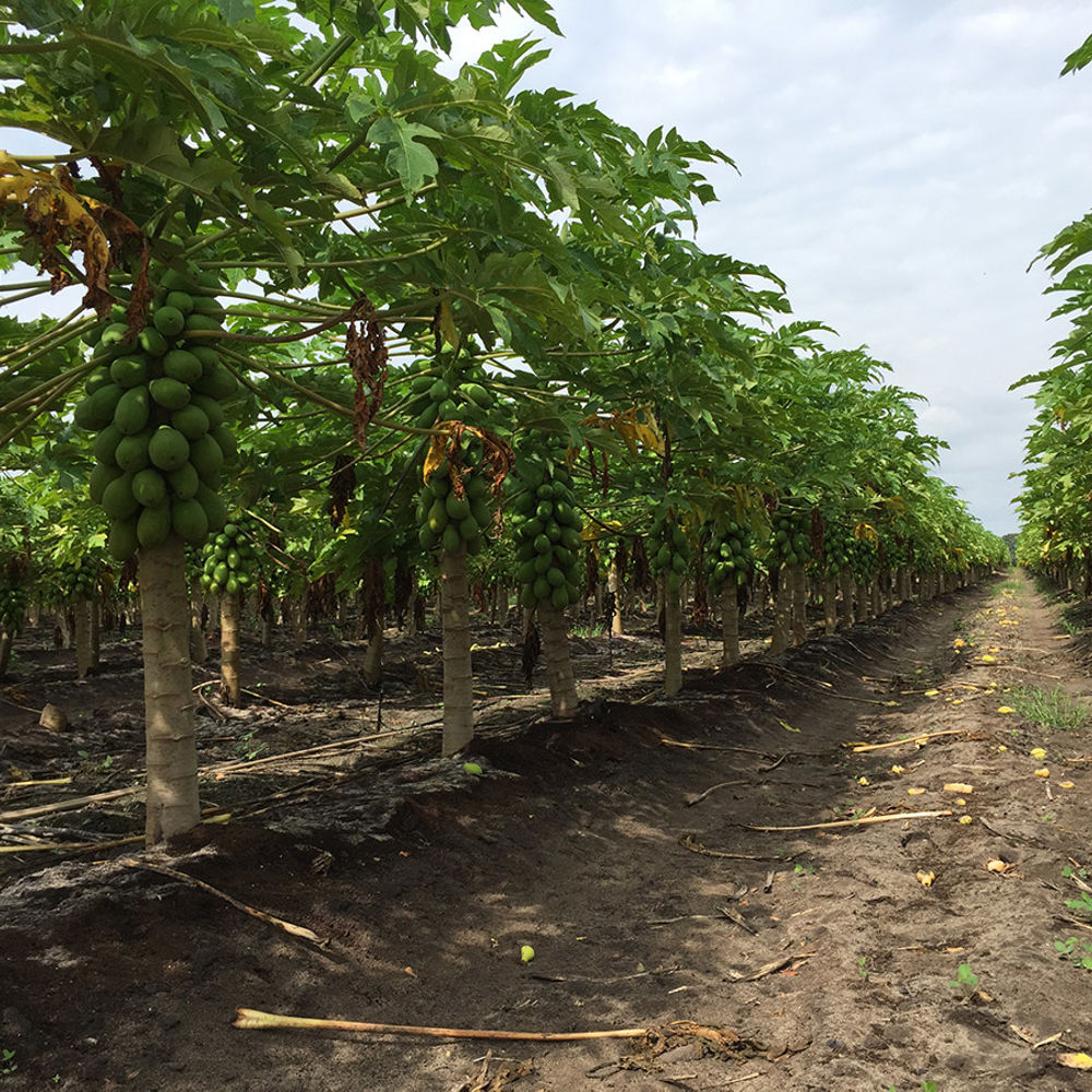 Papaya - Growing & Harvesting