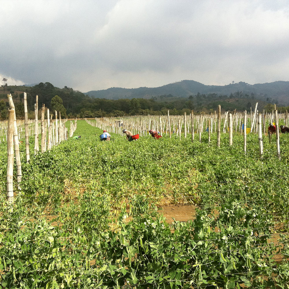 Sugar Snaps - Growth And Harvest