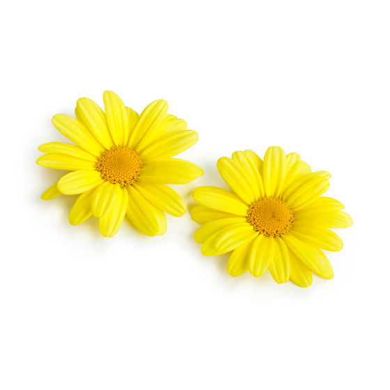 Daisy - Product photo