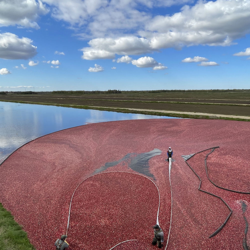 Cranberry harvest - Canada